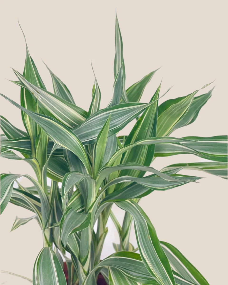 Lucky Bamboo Plant - Variegated - Image 3