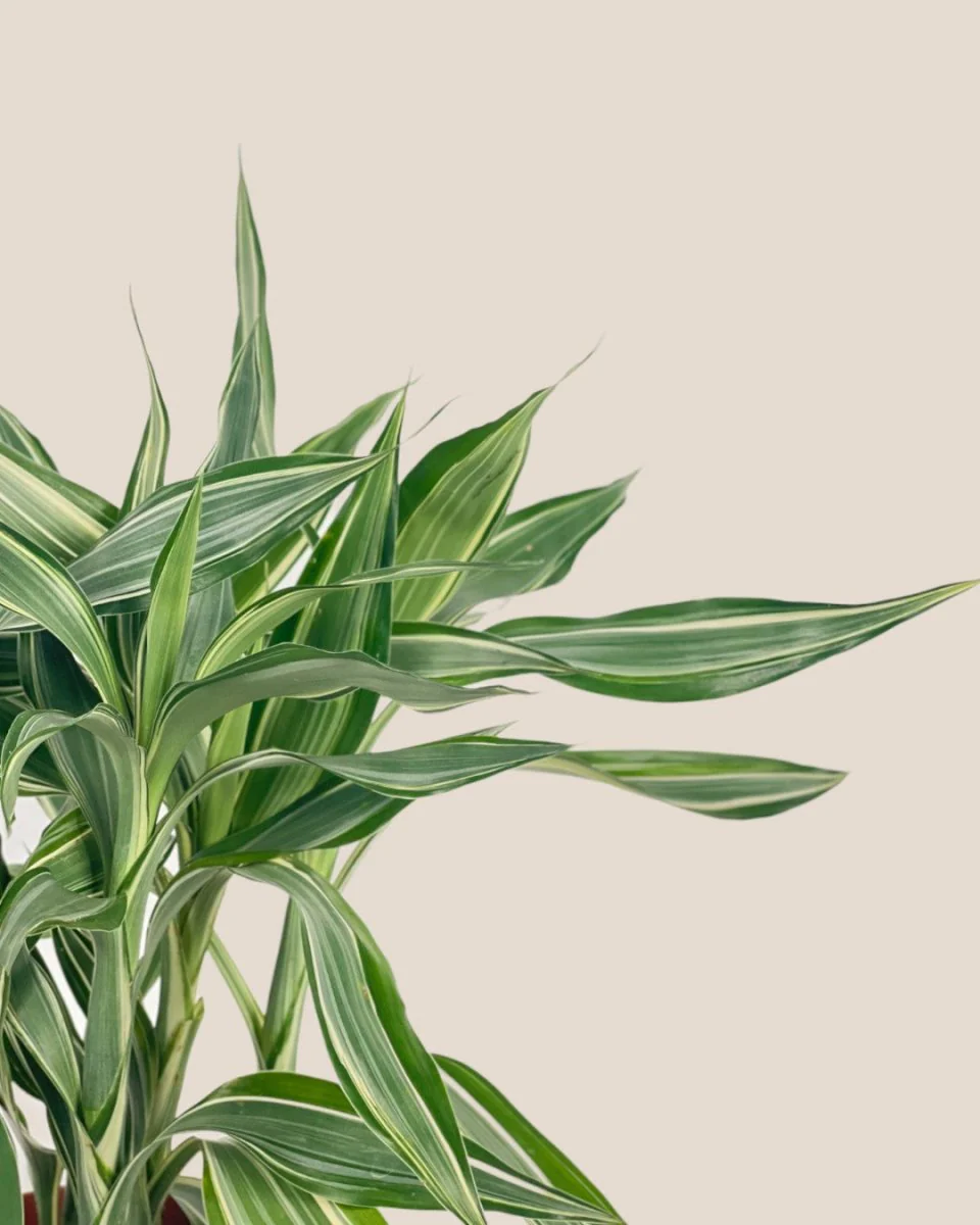 Lucky Bamboo Plant - Variegated - Image 4