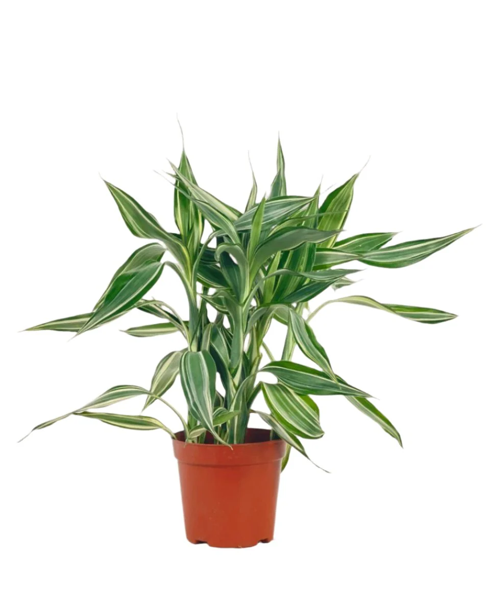 Lucky Bamboo Plant - Variegated - Image 5