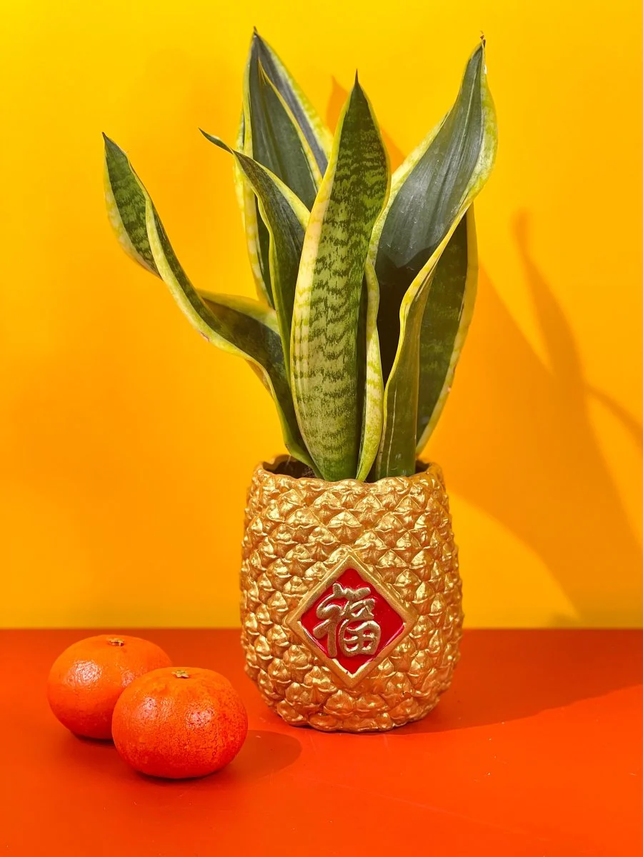 Lucky Snake Plant – Prosperity Pot - Image 3