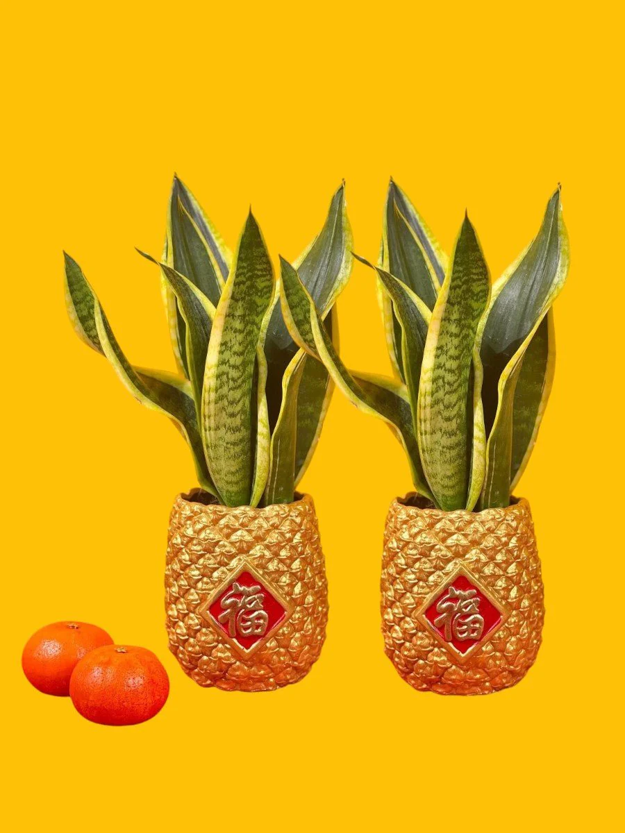 Lucky Snake Plant – Prosperity Pot - Image 4