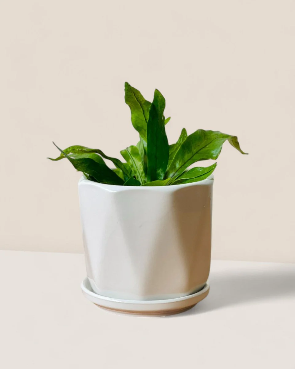 Madi Pot with Tray - Image 2