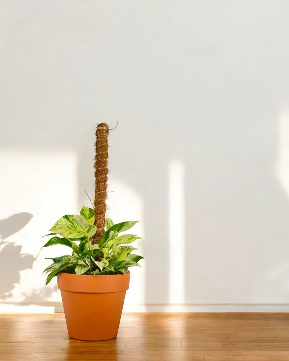Marble Queen Plant 0.3m - Image 10