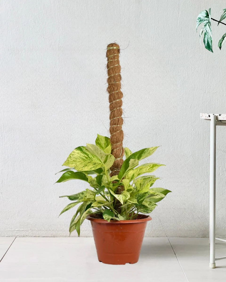 Marble Queen Plant 0.3m - Image 11