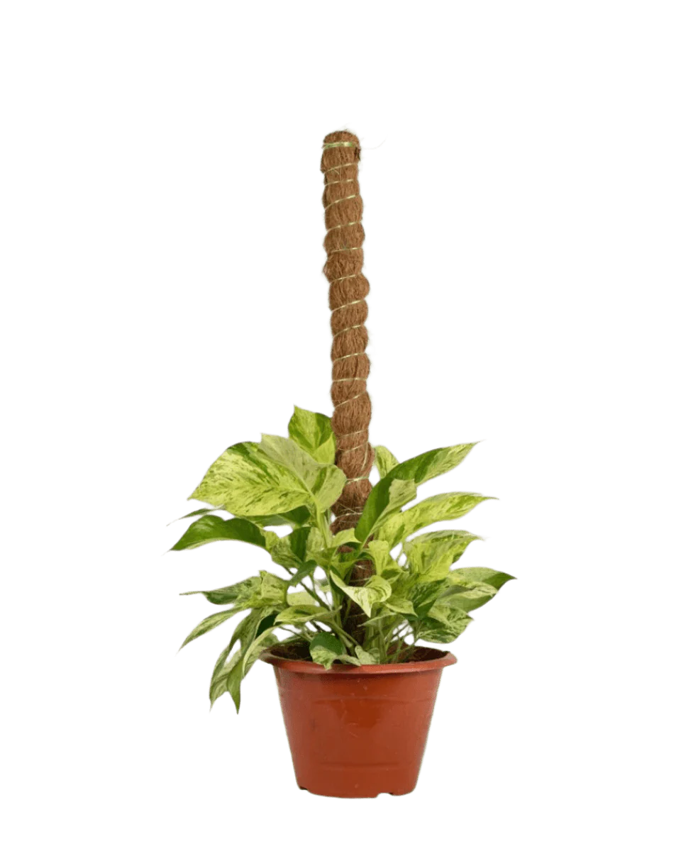 Marble Queen Plant 0.3m - Image 12