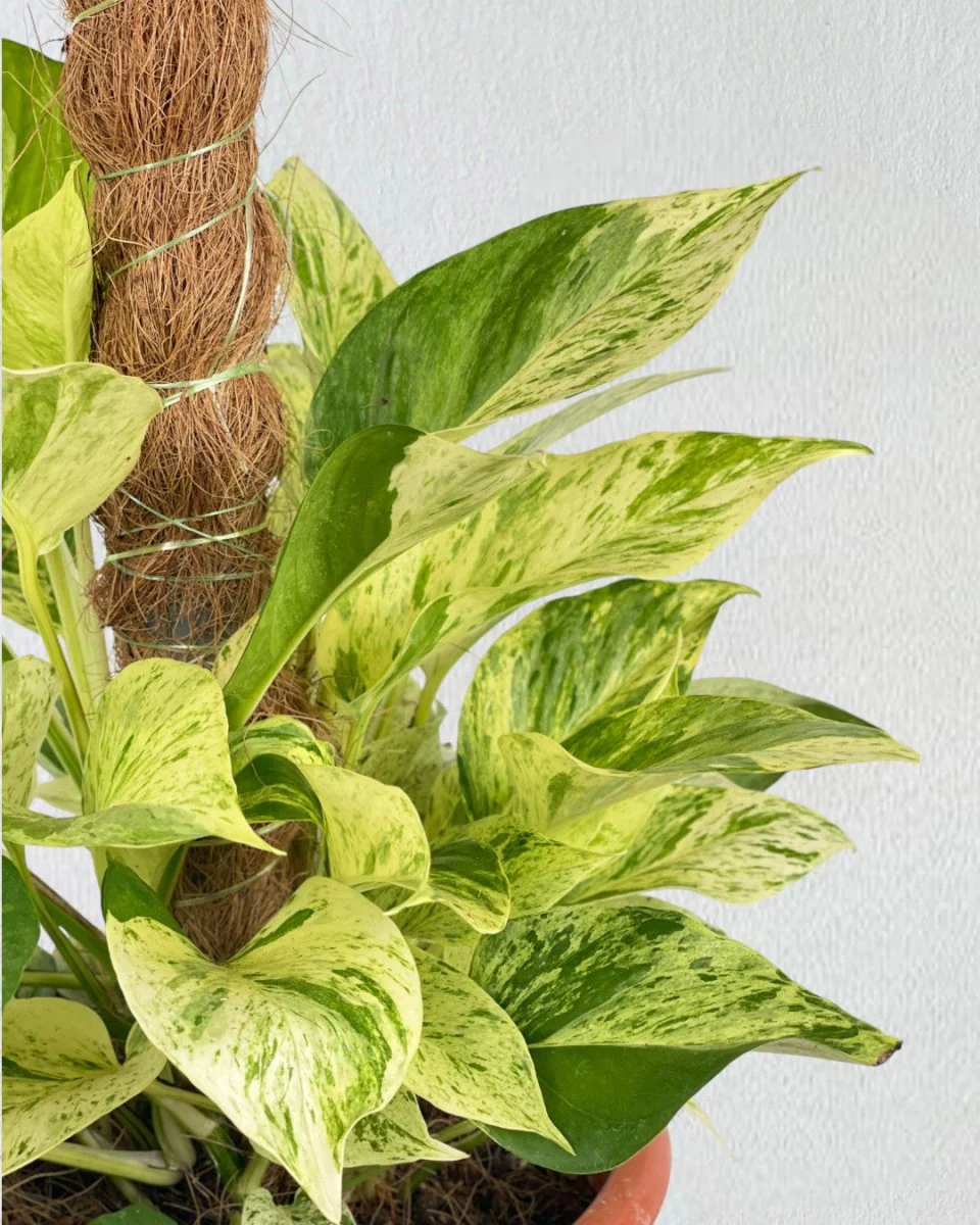 Marble Queen Plant 0.3m - Image 8