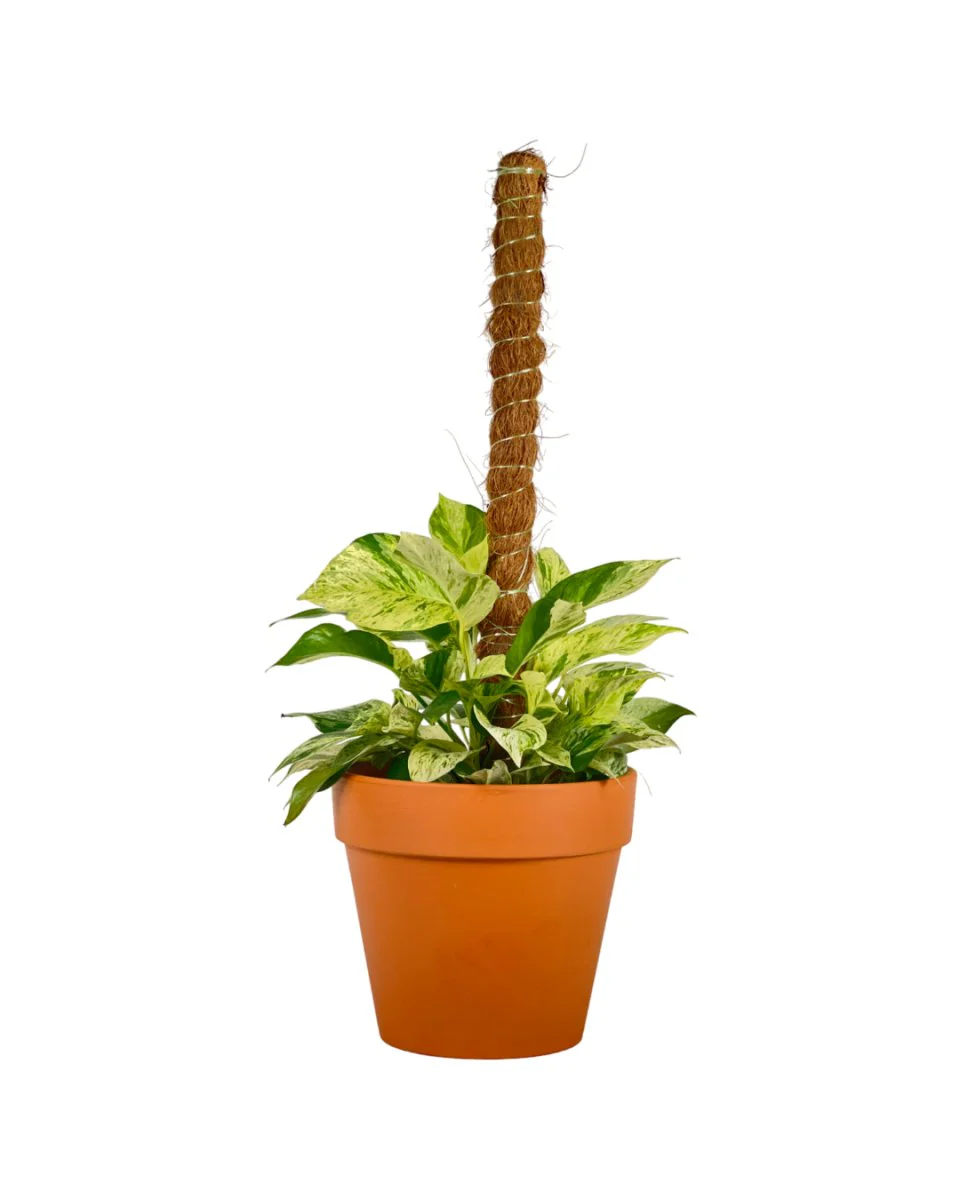 Marble Queen Plant 0.3m - Image 9