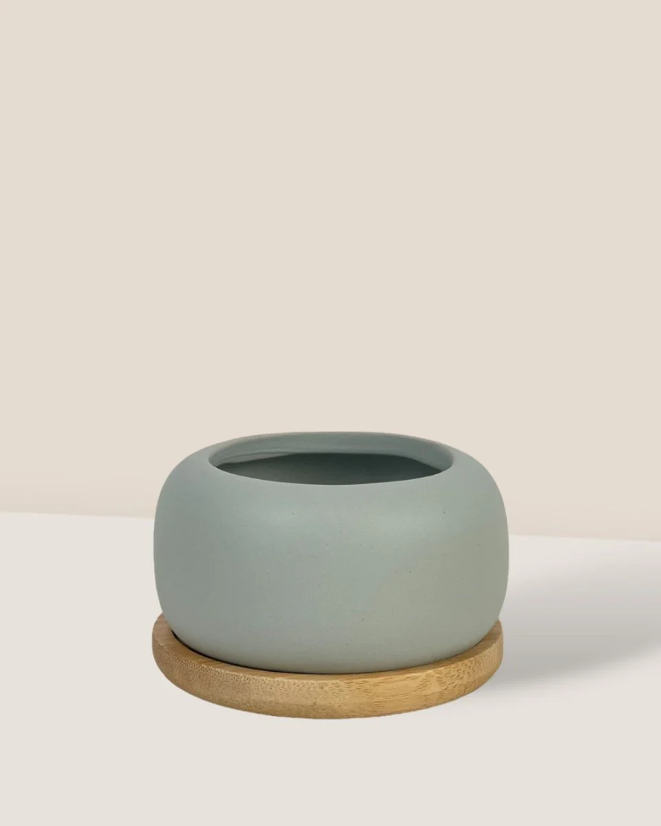 Matte Marine Grey Cement Pot with Wooden Tray - Short - Image 2