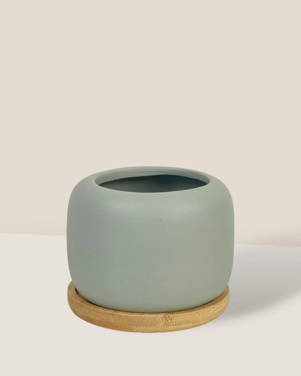 Matte Marine Grey Cement Pot with Wooden Tray - Short - Image 3