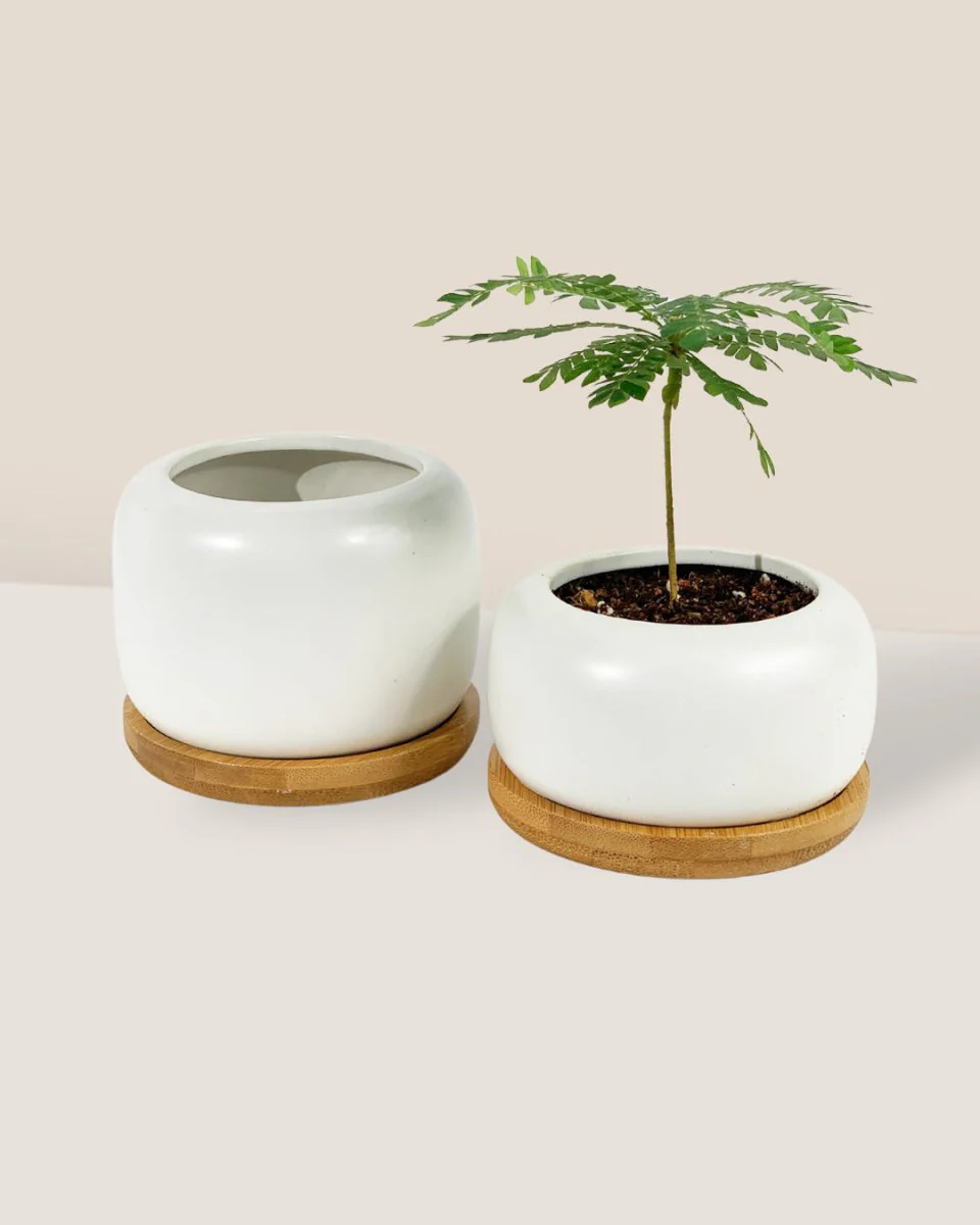 Matte White Cement Pot with Wooden Tray - Short - Image 2