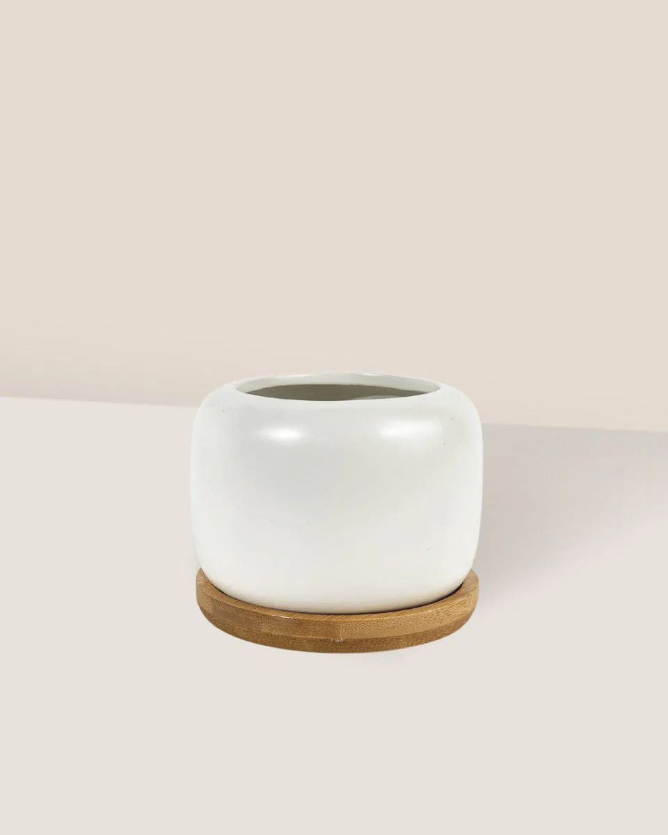 Matte White Cement Pot with Wooden Tray - Short - Image 3