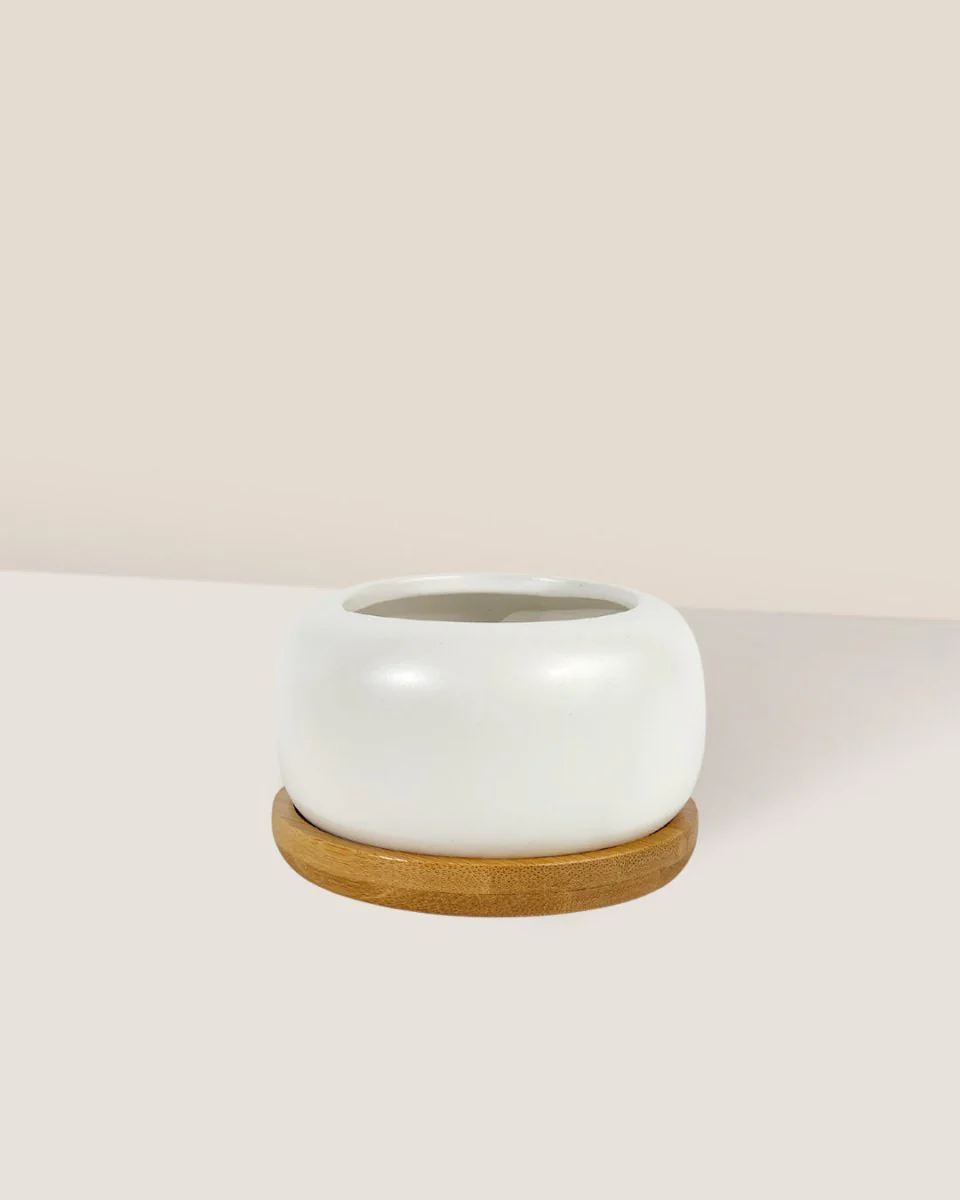 Matte White Cement Pot with Wooden Tray - Short - Image 4