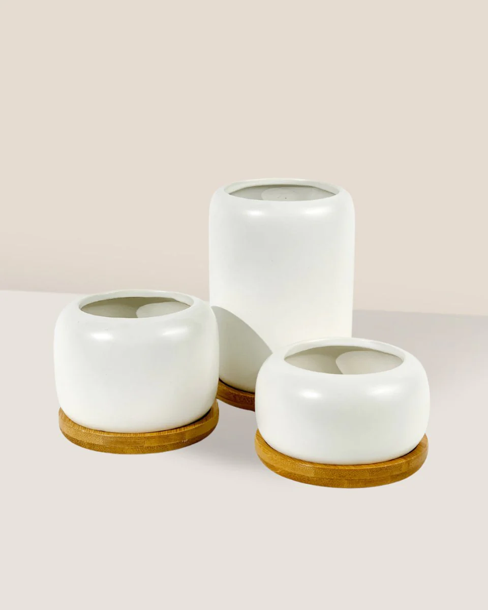 Matte White Cement Pot with Wooden Tray - Short - Image 5