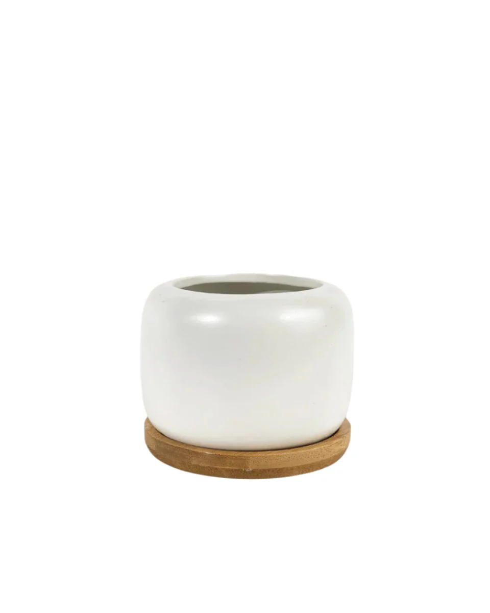 Matte White Cement Pot with Wooden Tray - Short - Image 8