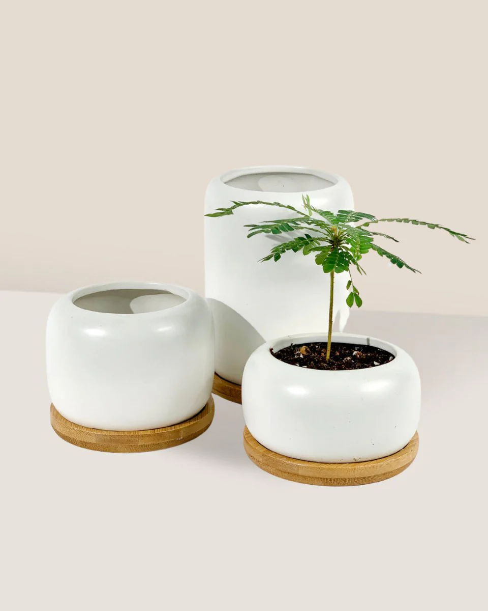 Matte White Cement Pot with Wooden Tray - Tall - Image 3