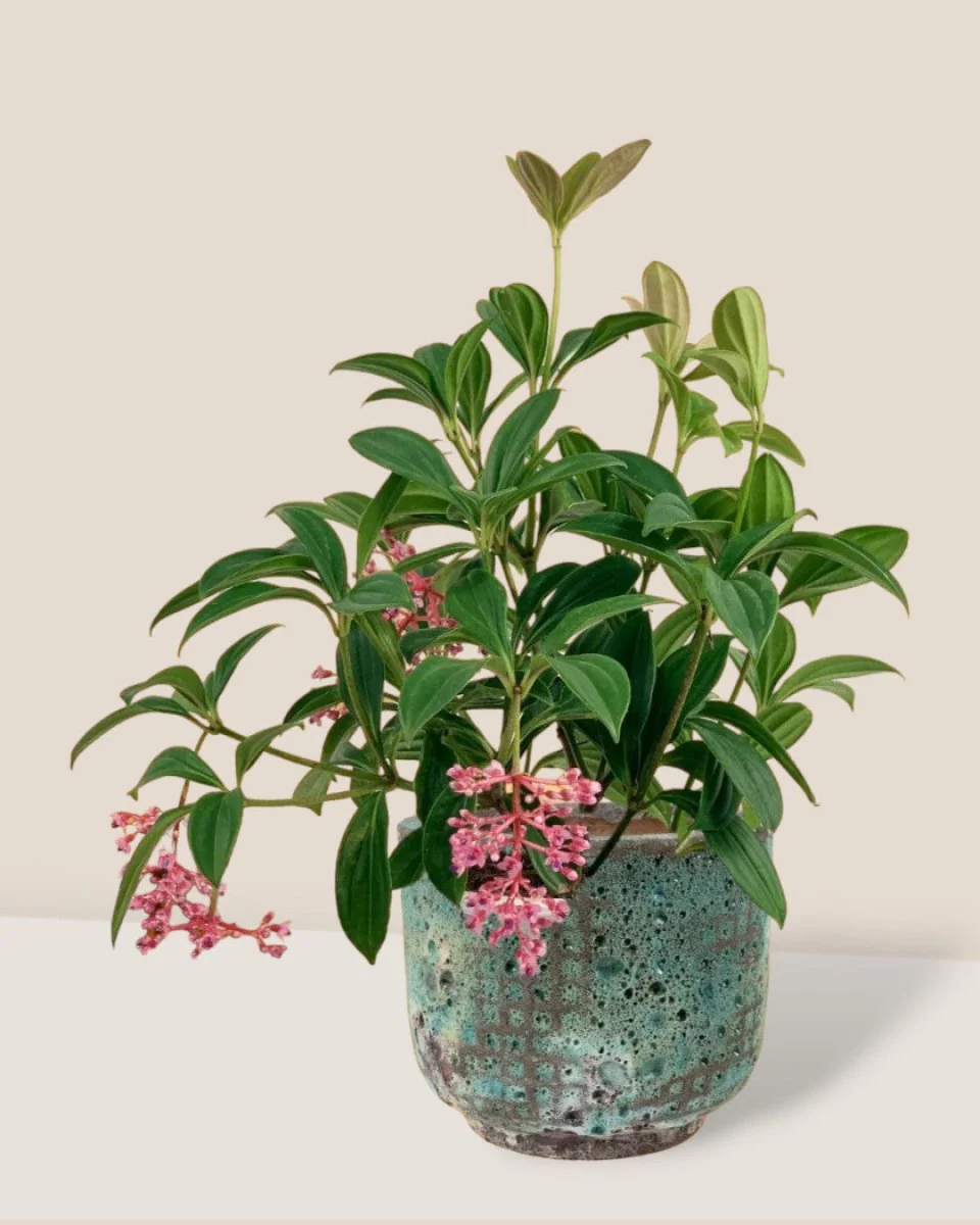 Medinilla Plant - Image 10