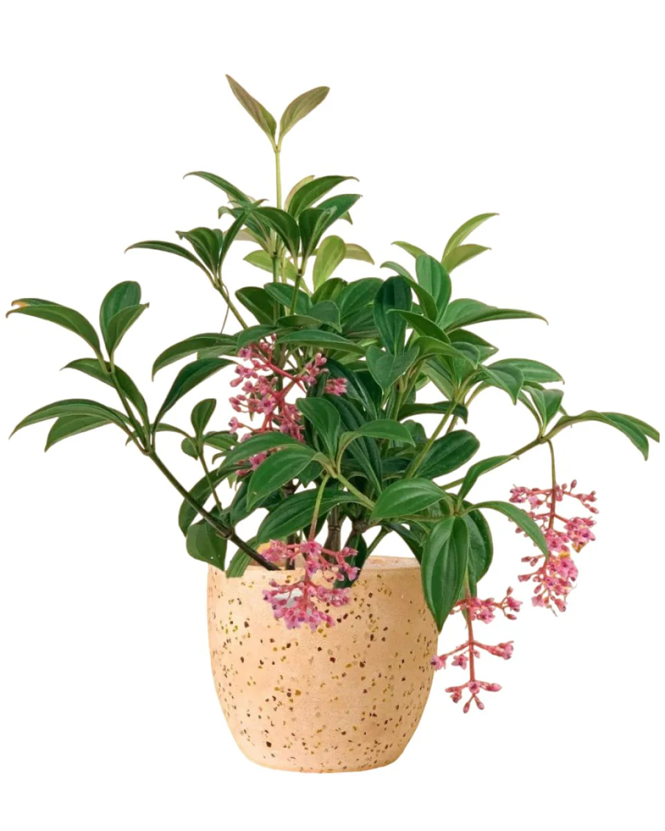 Medinilla Plant - Image 11