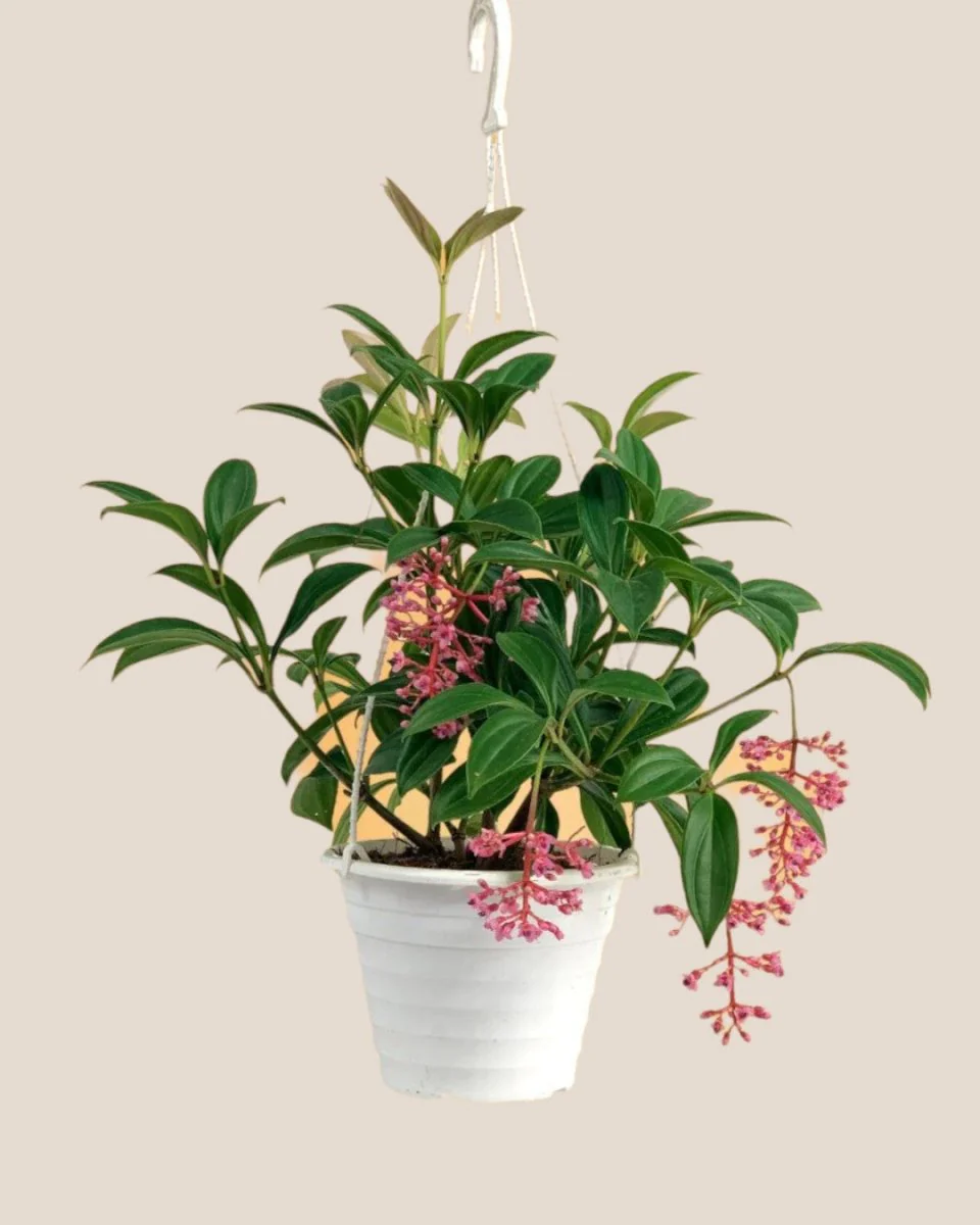Medinilla Plant - Image 12