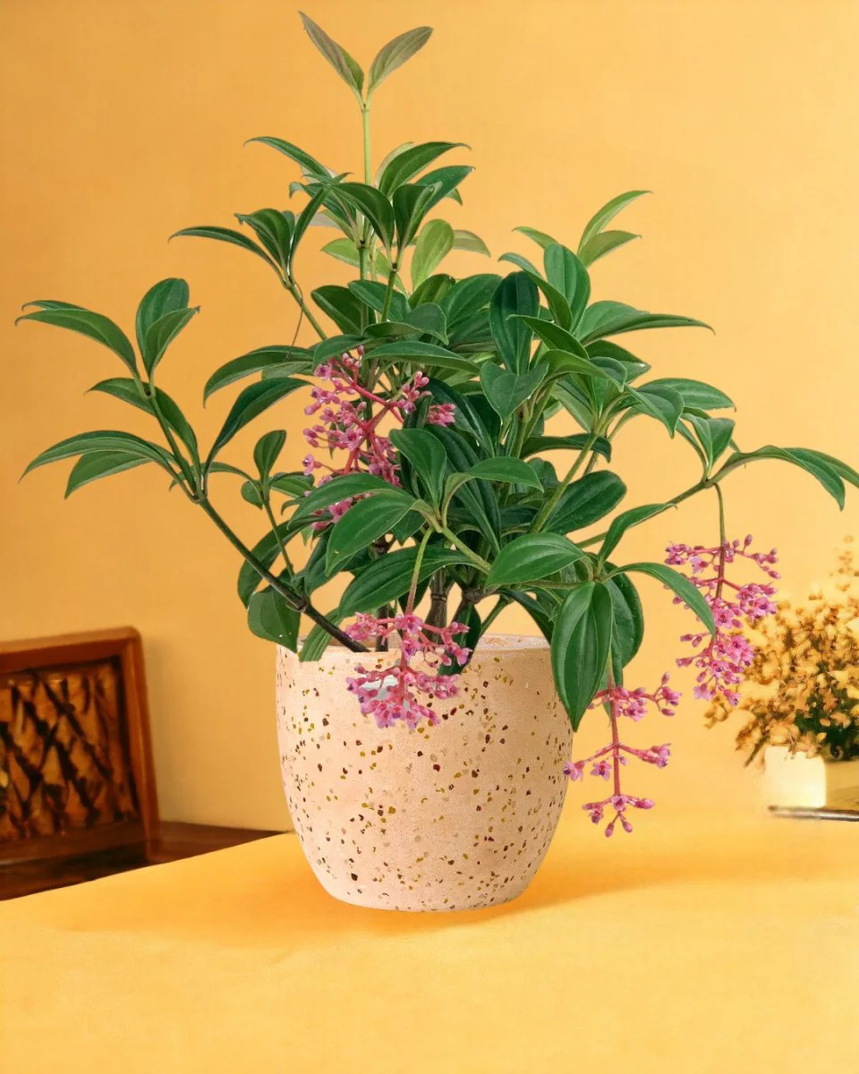 Medinilla Plant - Image 13
