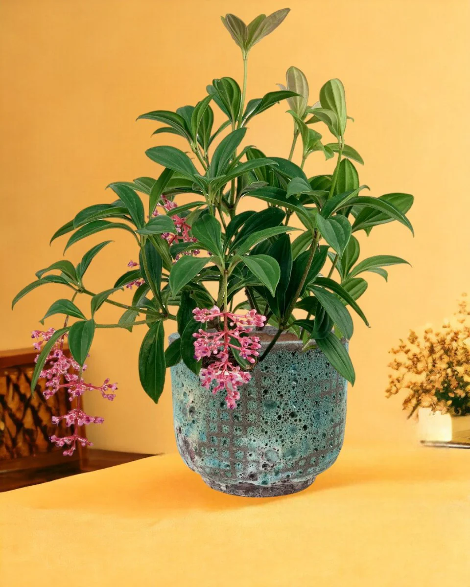 Medinilla Plant - Image 14