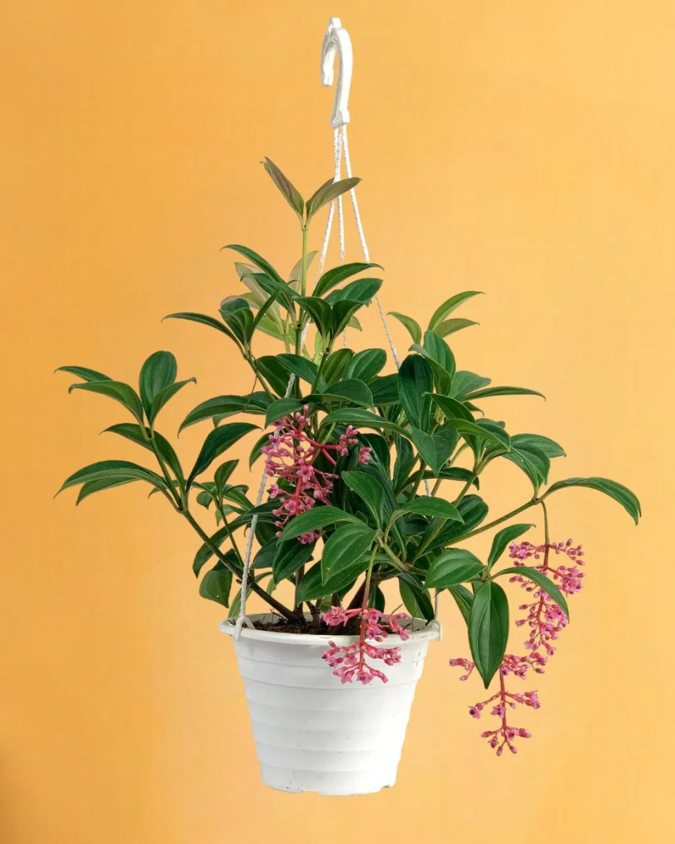 Medinilla Plant - Image 15