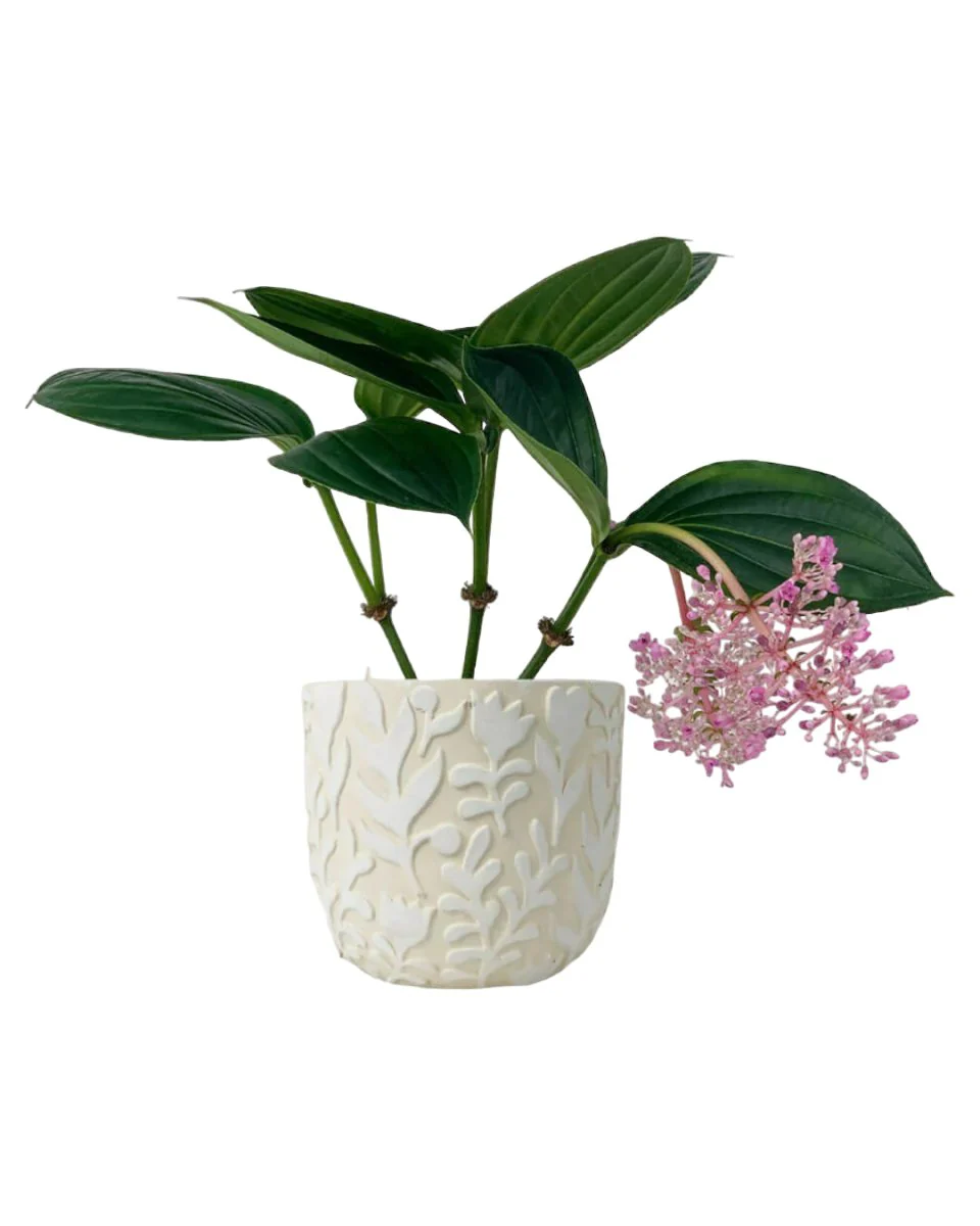 Medinilla Plant - Image 16