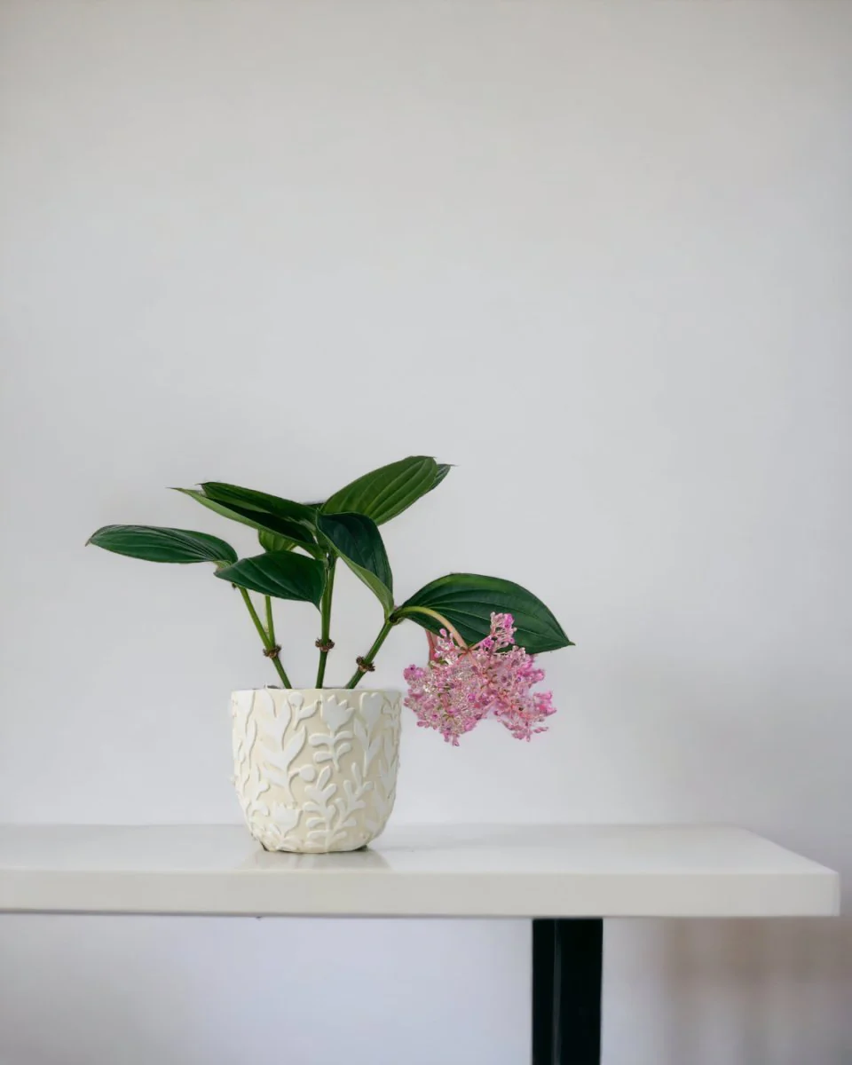 Medinilla Plant - Image 17