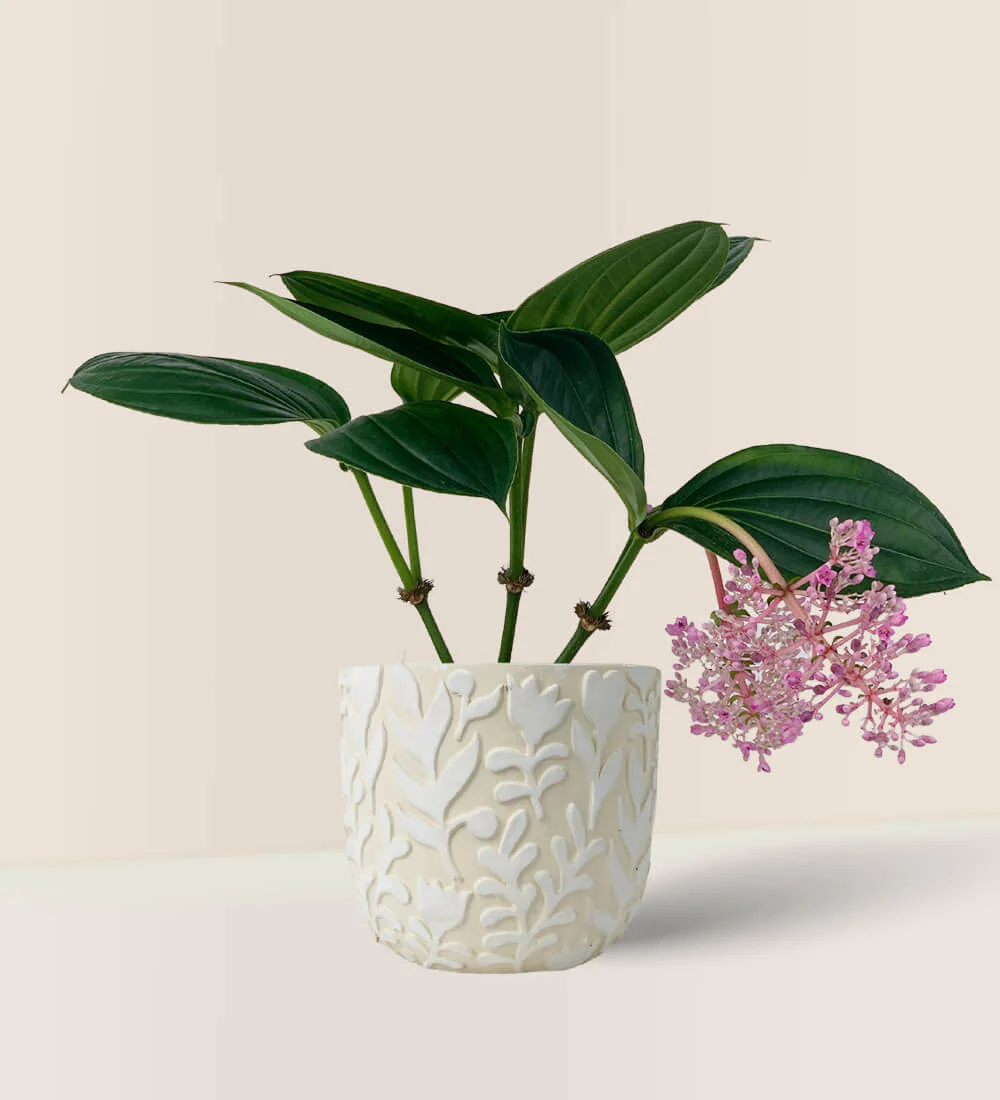 Medinilla Plant - Image 18
