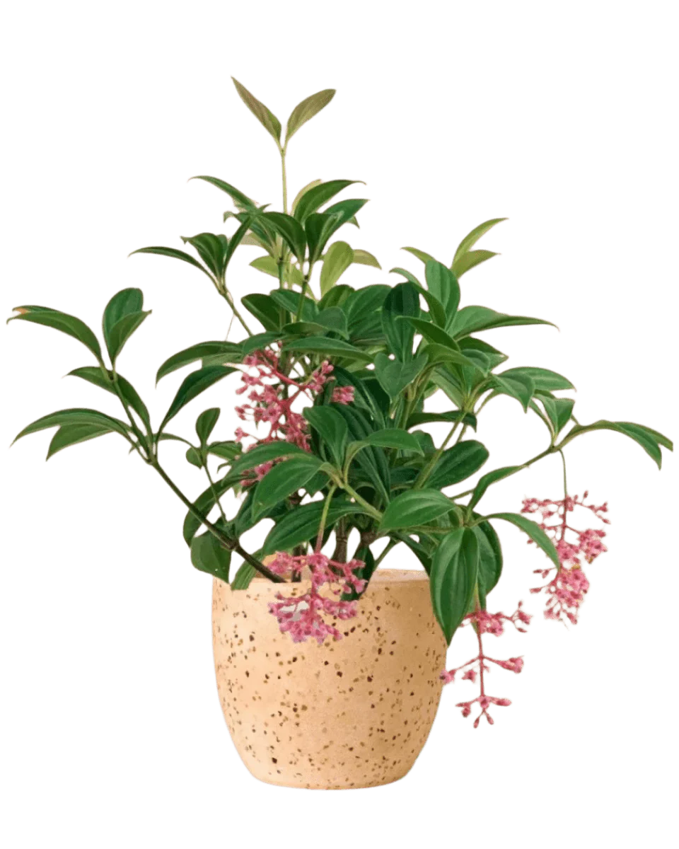Medinilla Plant - Image 19