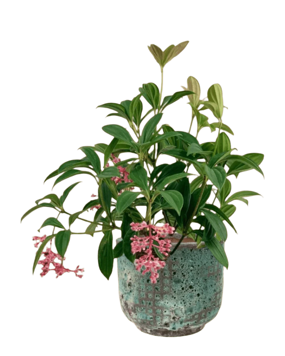 Medinilla Plant - Image 20