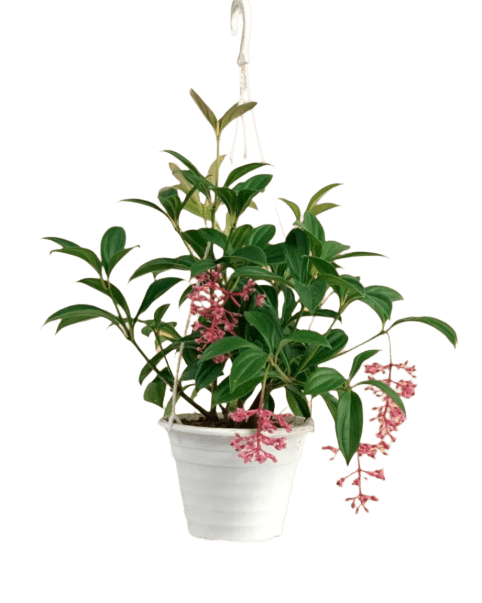 Medinilla Plant - Image 21