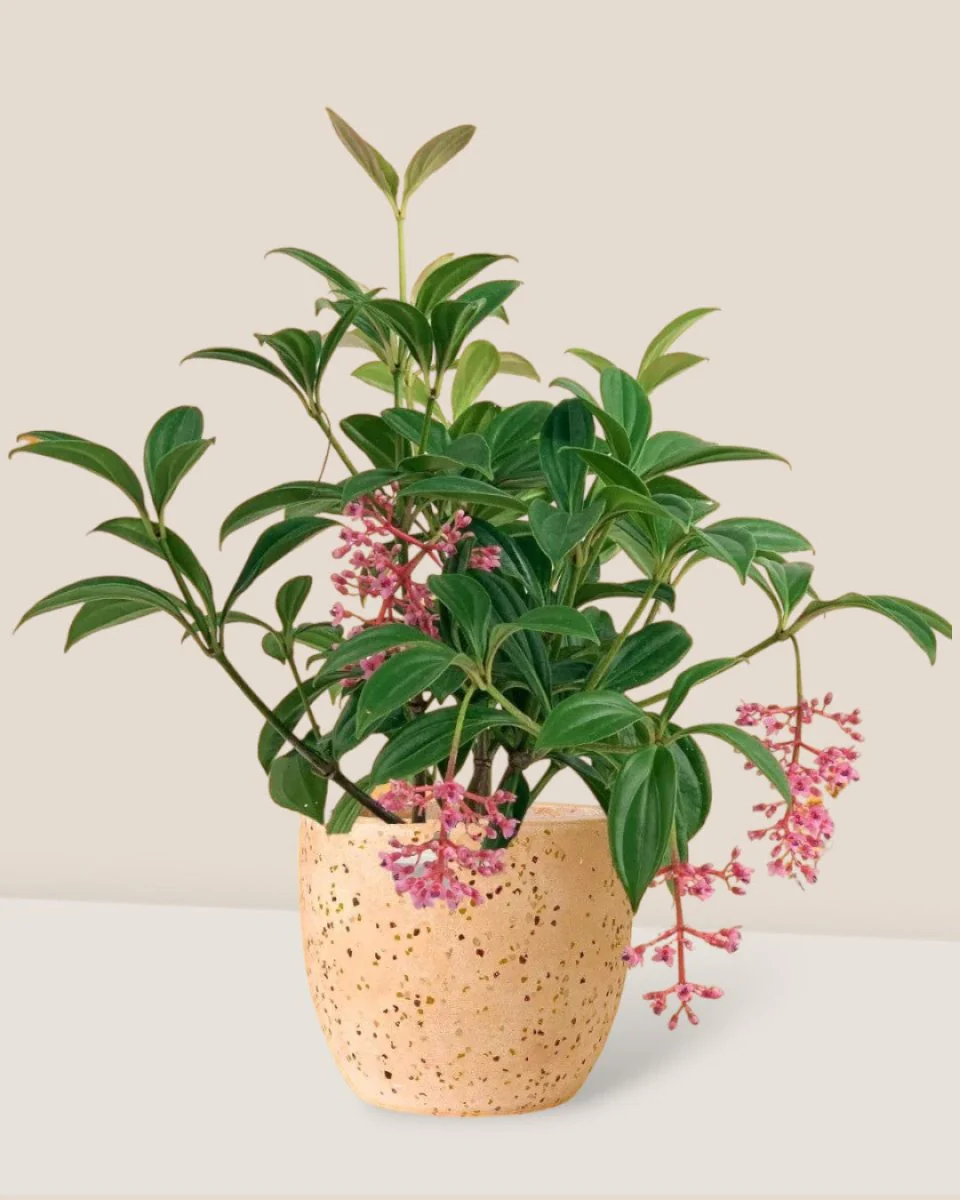 Medinilla Plant - Image 8