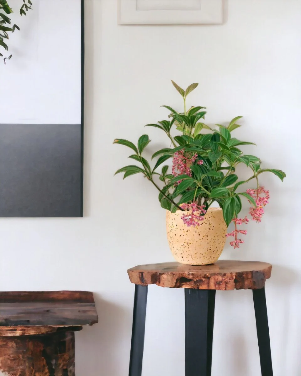 Medinilla Plant - Image 9