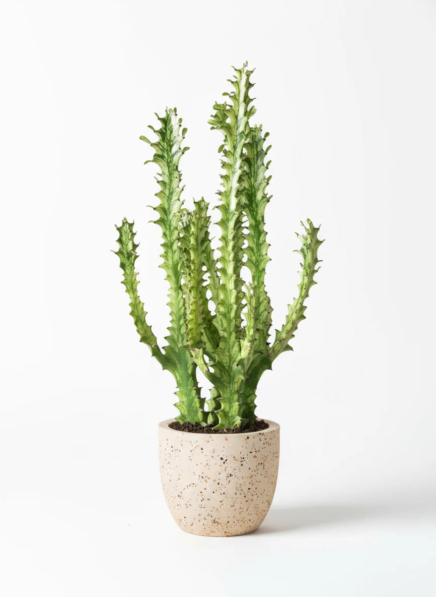 Medium Assorted Cactus - Image 5
