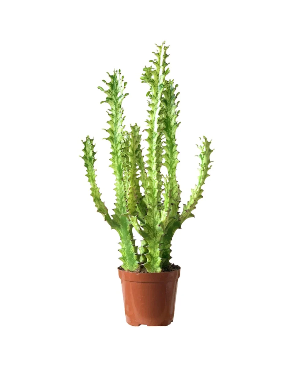Medium Assorted Cactus - Image 7