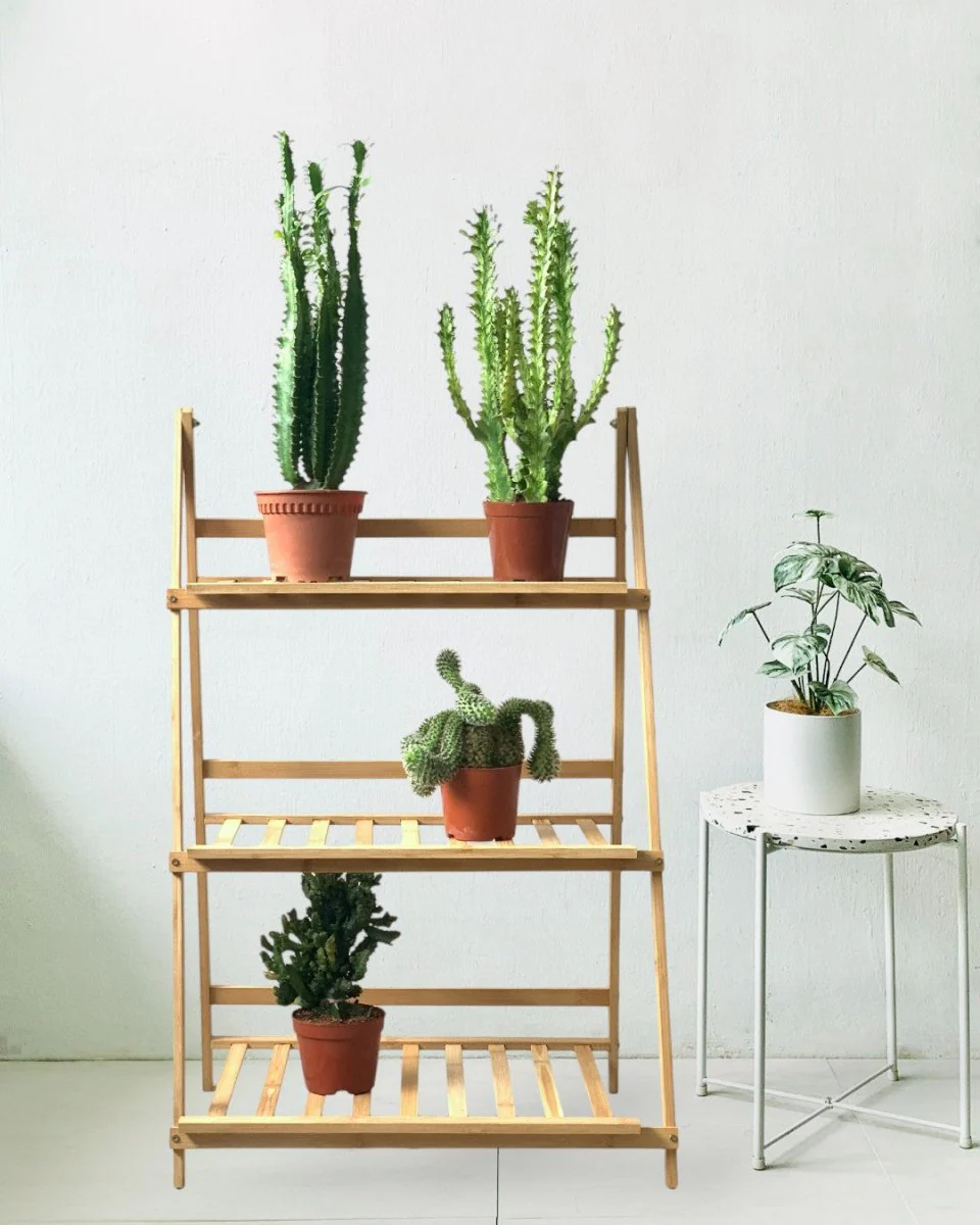 Medium Assorted Cactus - Image 8