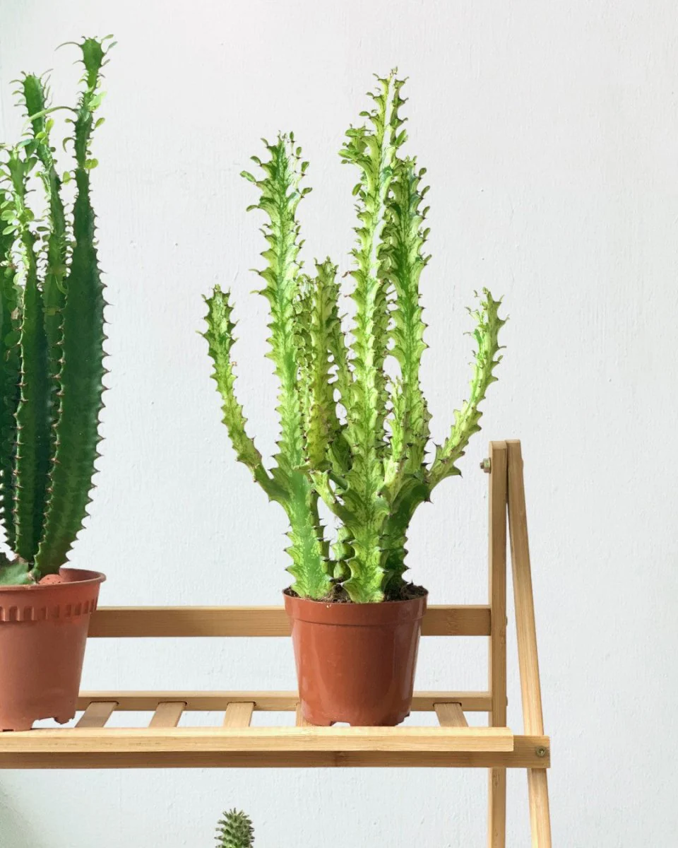 Medium Assorted Cactus - Image 9