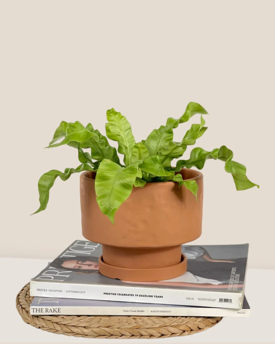 Astra Pot - Medium - Image 14
