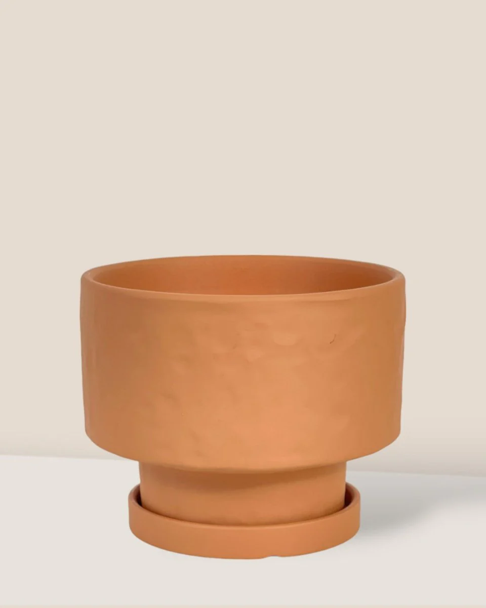 Astra Pot - Medium - Image 15