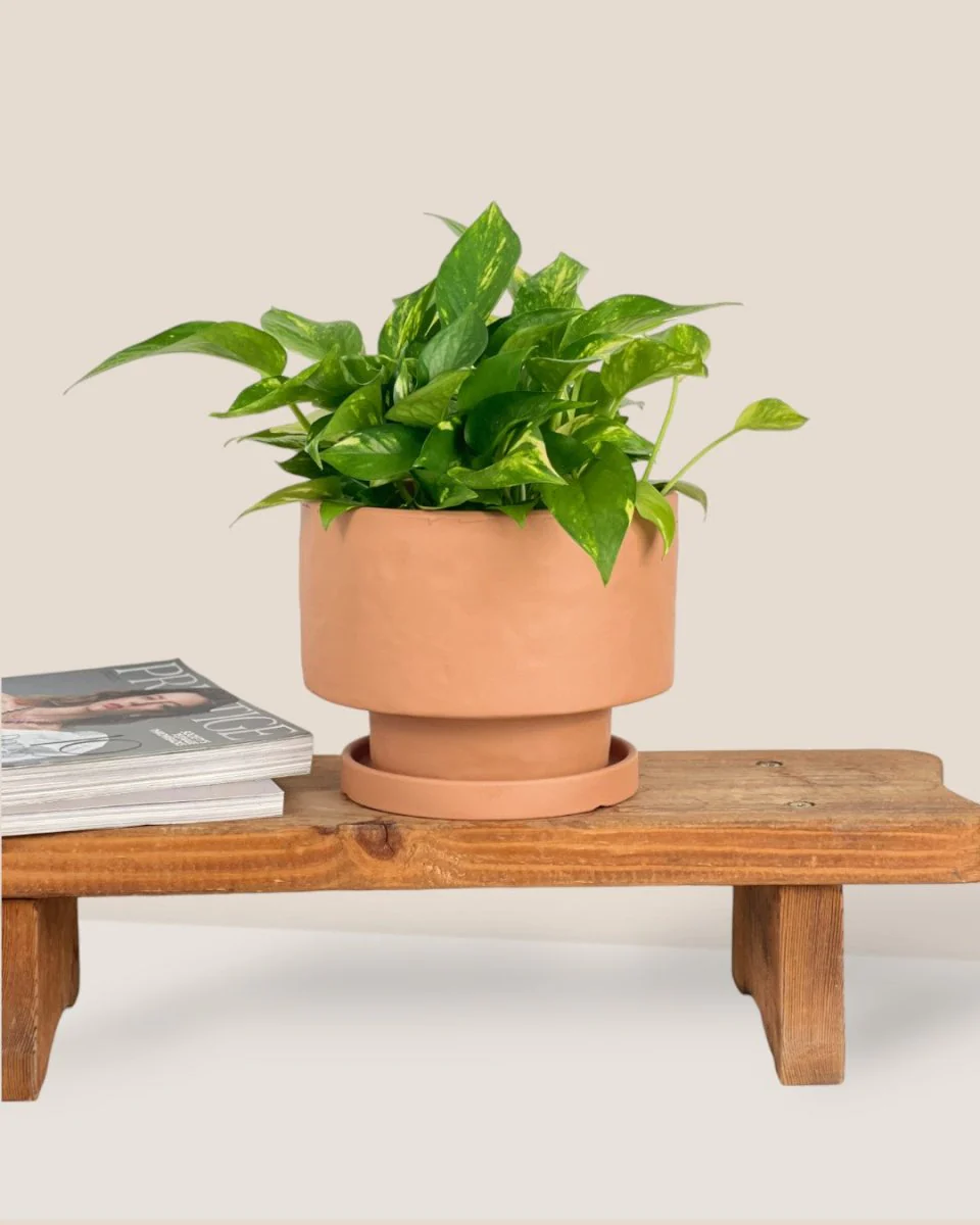 Astra Pot - Medium - Image 17