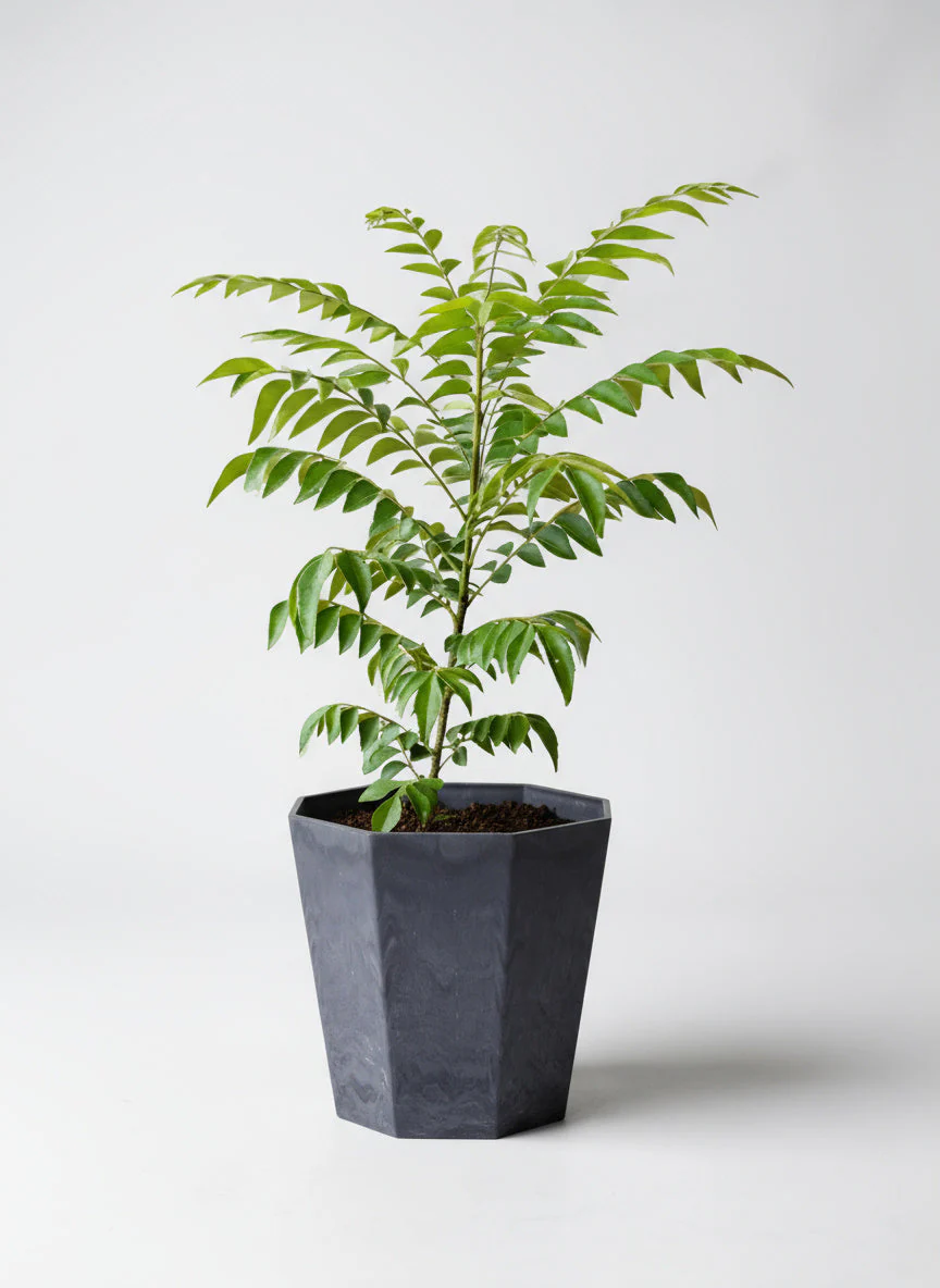 Medium Curry leaf Plant - Image 5