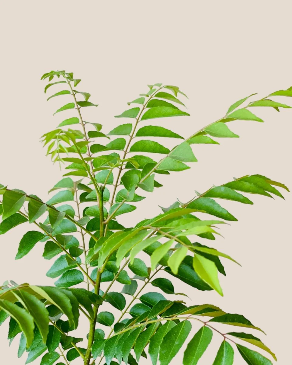 Medium Curry leaf Plant - Image 7