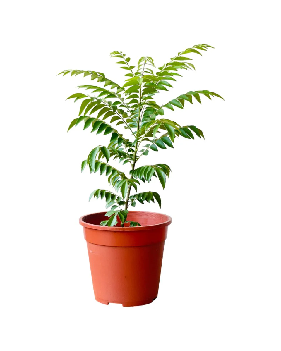Medium Curry leaf Plant - Image 8