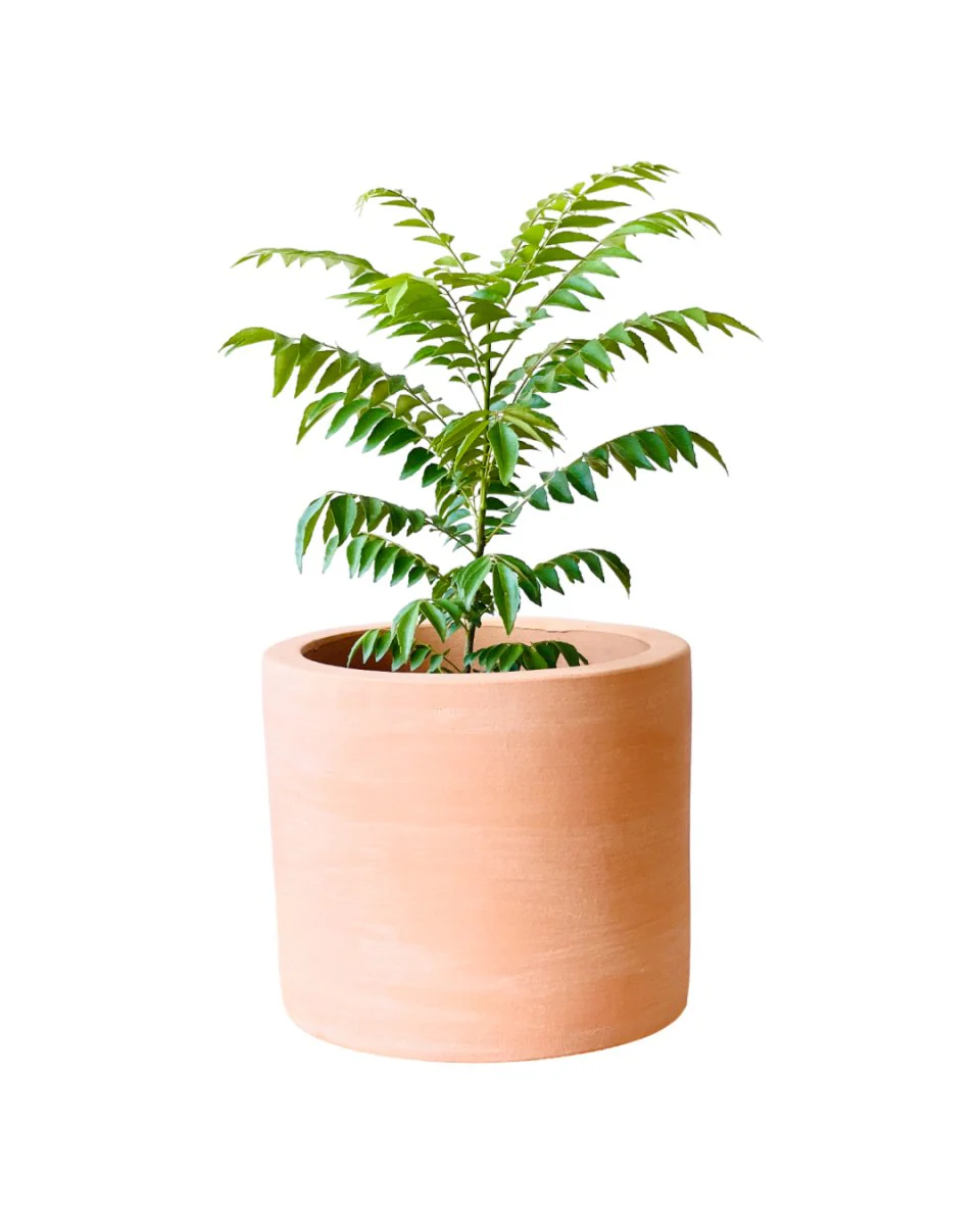 Medium Curry leaf Plant - Image 9
