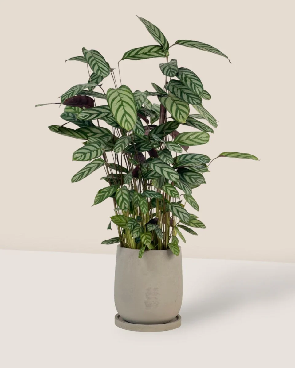 Dusty Grey Cement Planter with Tray - Medium - Image 2