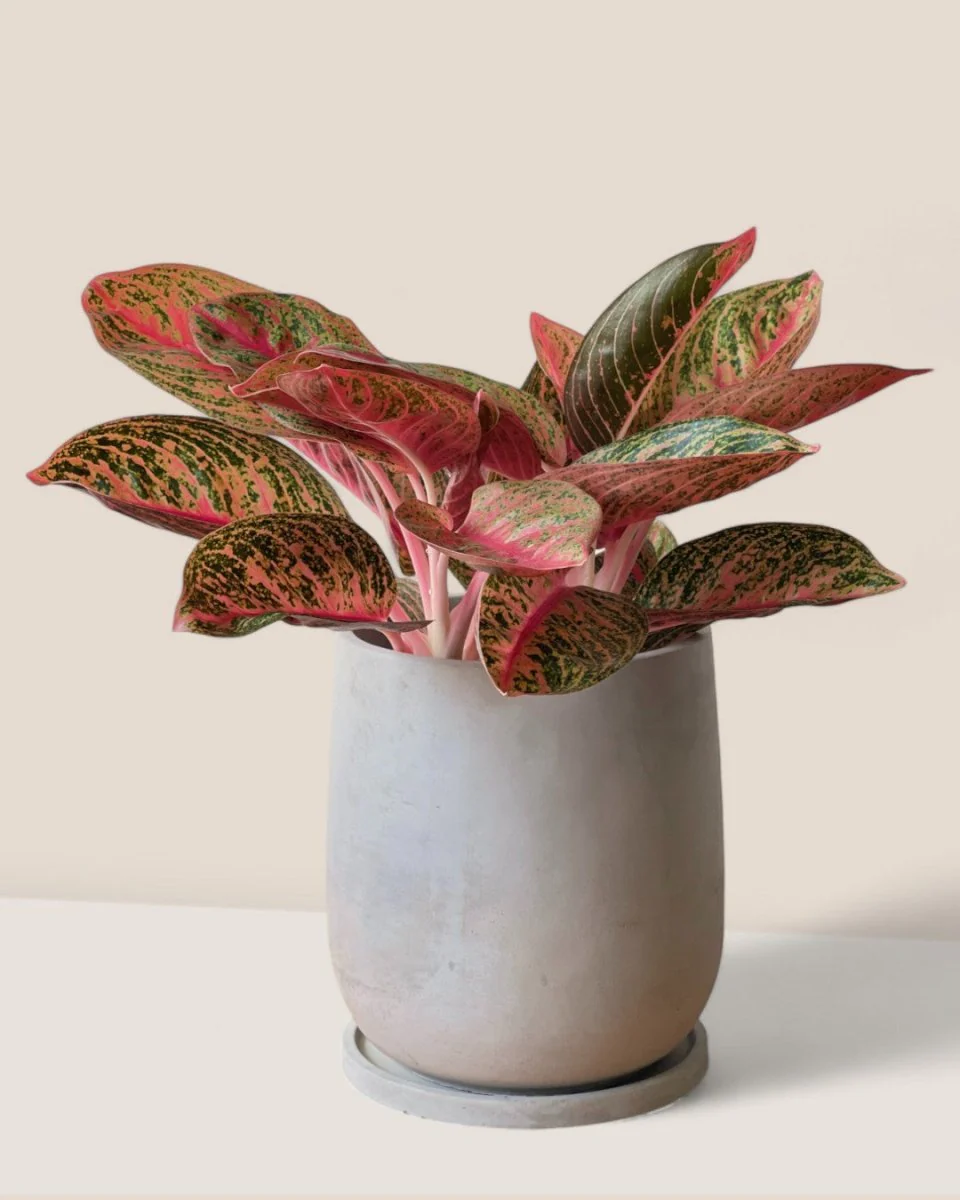 Dusty Grey Cement Planter with Tray - Medium - Image 3