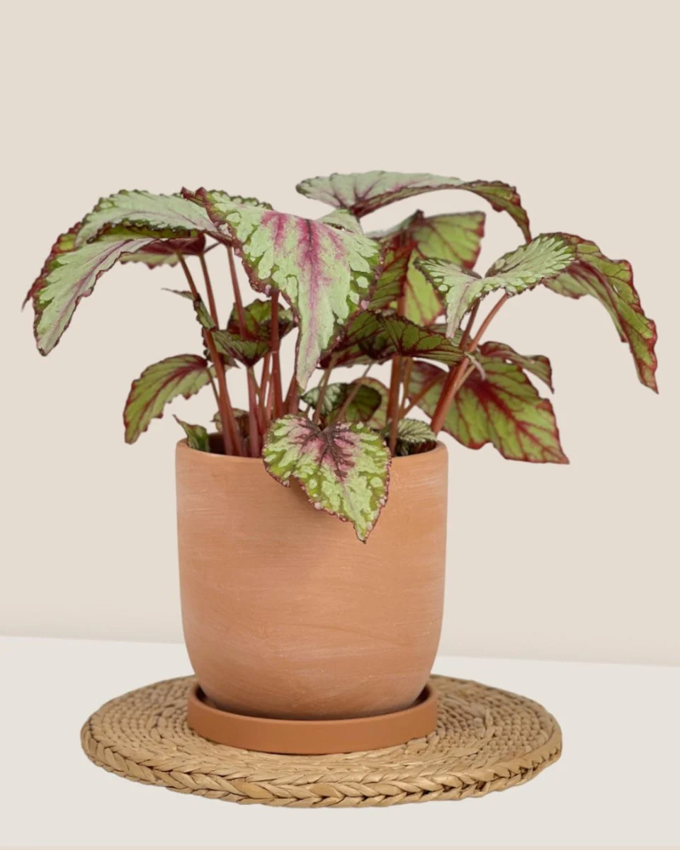 Eloise with Tray - Medium - Image 10