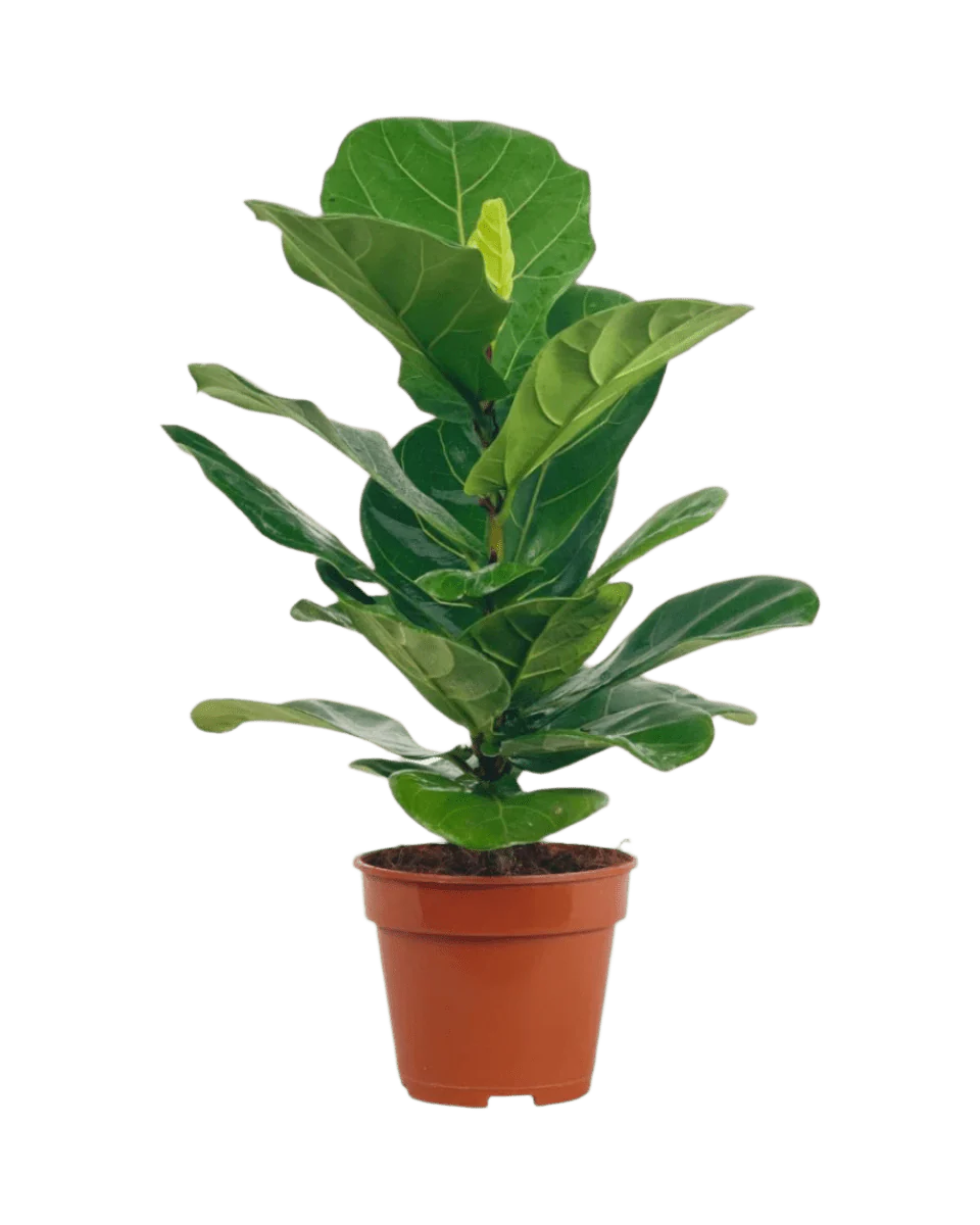 Medium Ficus Lyrata - Image 4