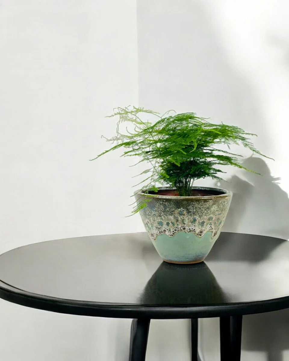 Medium Lace fern - Image 2