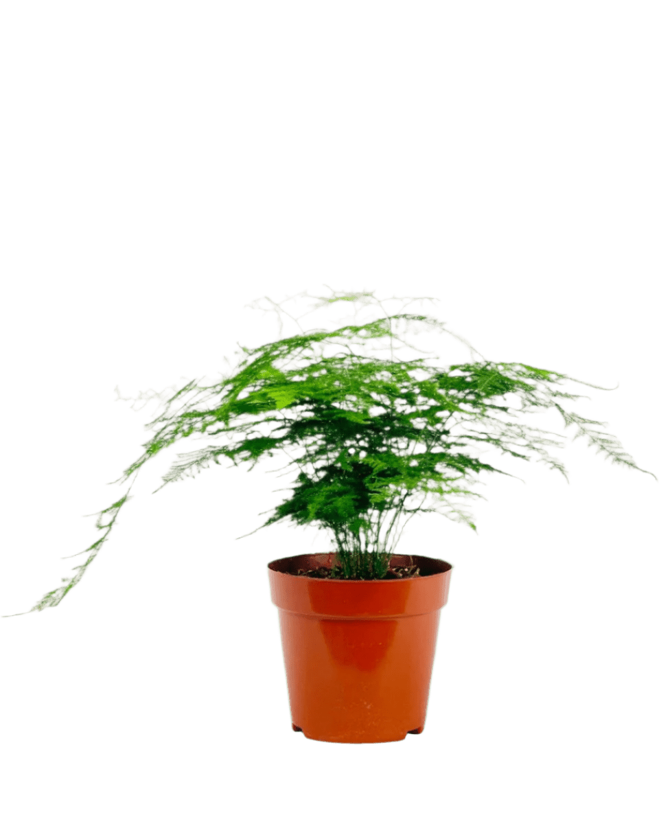 Medium Lace fern - Image 6